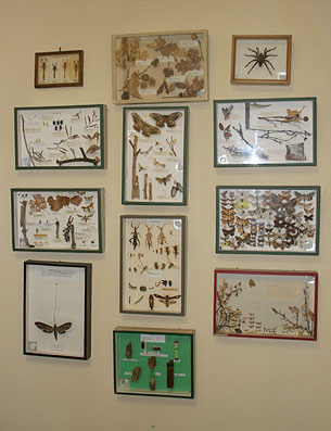 Colección entomológica